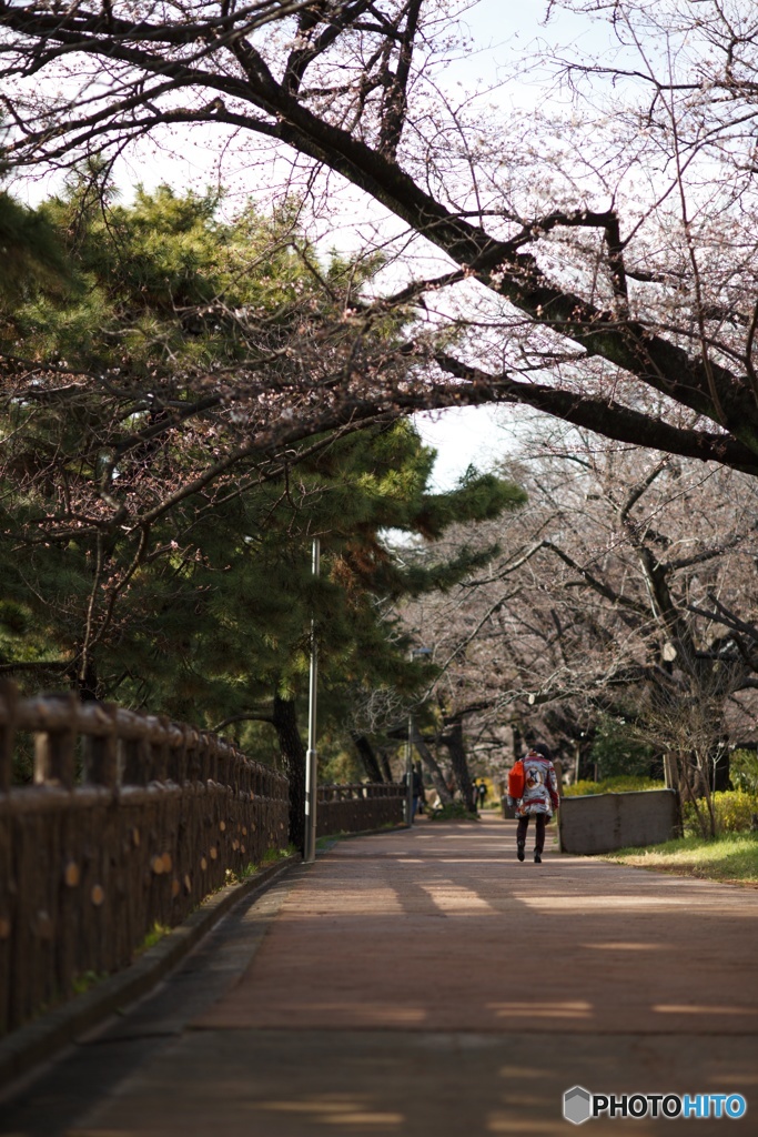 花見までもう一歩...