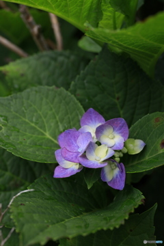 実家の花２