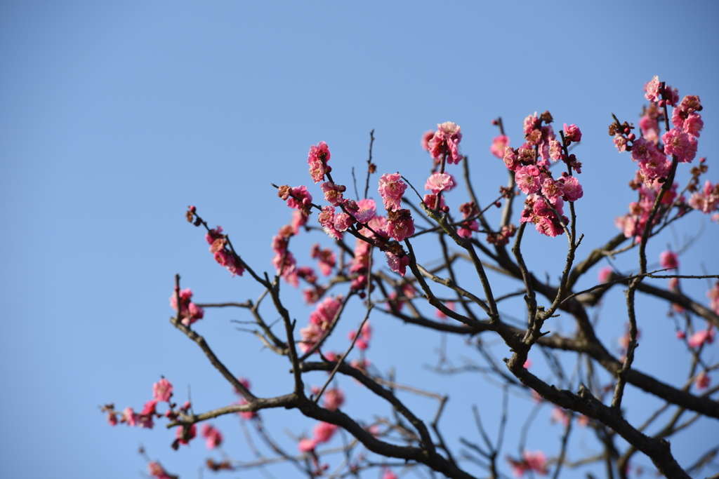 梅の花も咲きだした