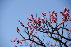 梅の花も咲きだした