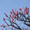 梅の花も咲きだした