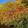 称名滝の紅葉