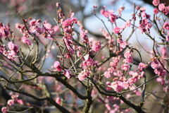 梅の花が咲きだした