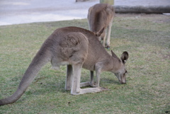 カンガルー