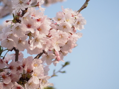 登録したので今更桜を初投稿（他にいいのがなかった）