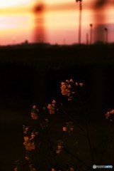 深紅の菜の花