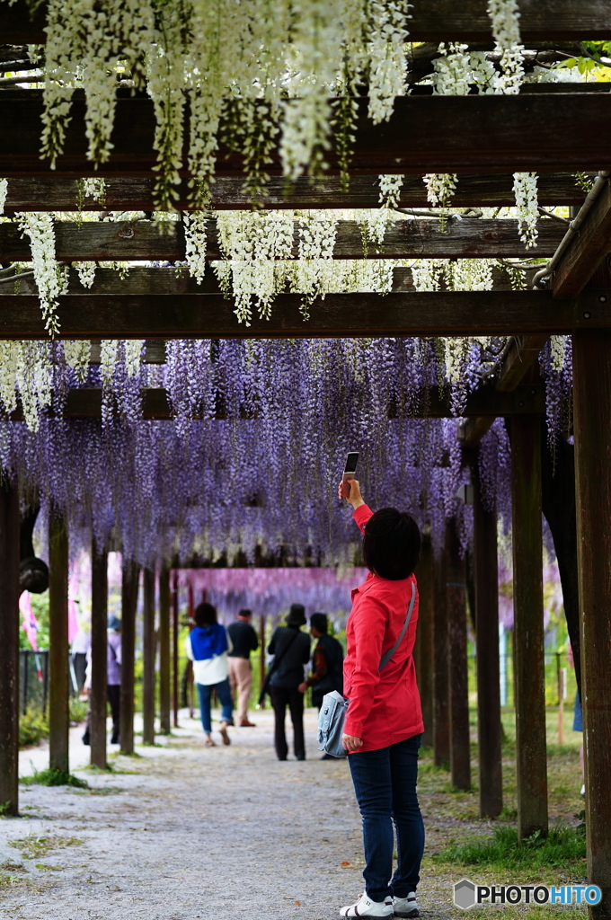 赤い服の女性（和気神社　藤まつり）