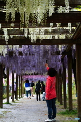 赤い服の女性（和気神社　藤まつり）