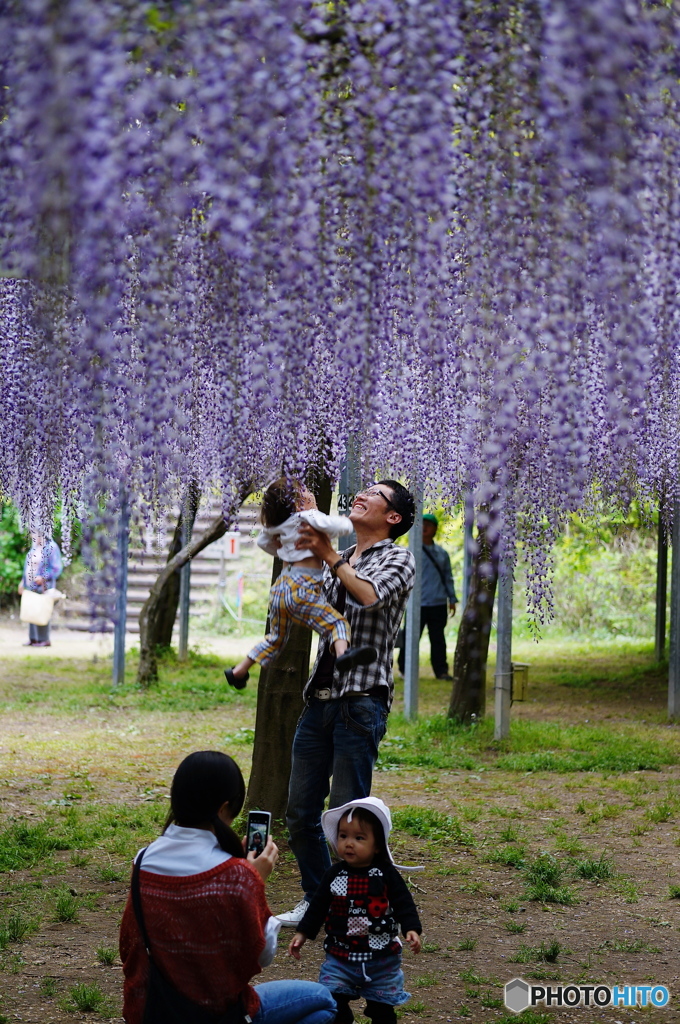 家族と藤まつり（和気神社）