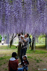 家族と藤まつり（和気神社）