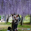家族と藤まつり（和気神社）