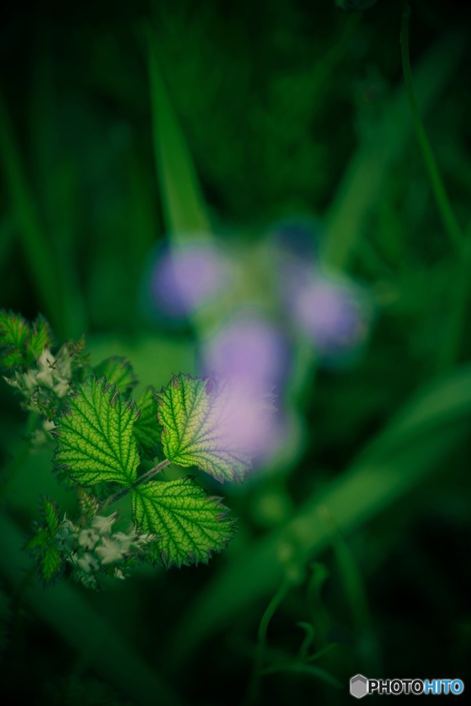 野草の趣