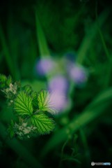 野草の趣