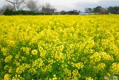 菜の匂い