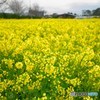 菜の匂い