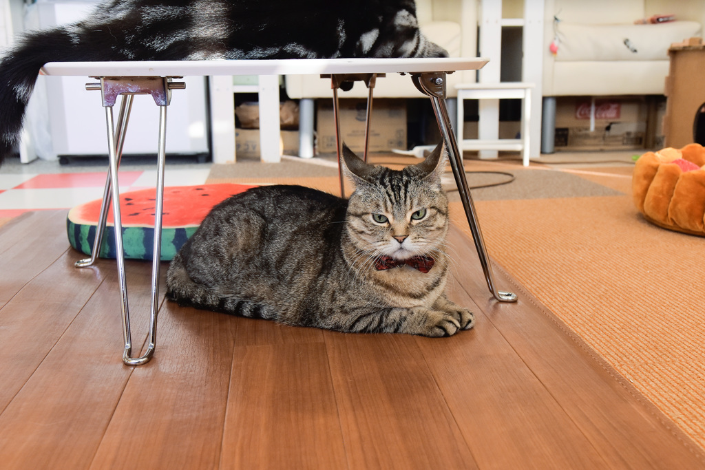 初の猫カフェ