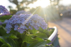 紫陽花