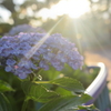 紫陽花