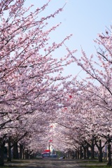 桜
