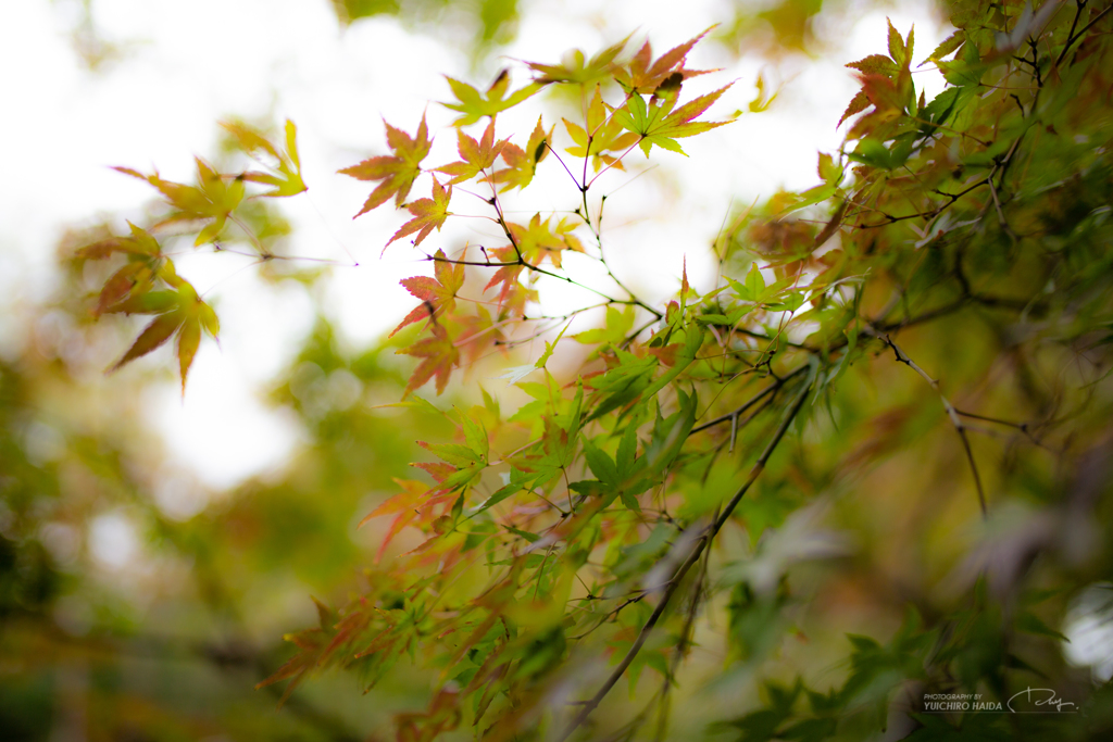 六義園 紅葉カメラ