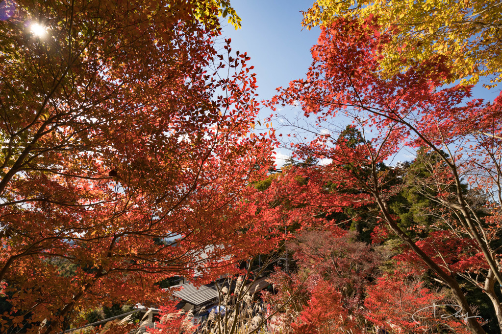 高尾山 2017