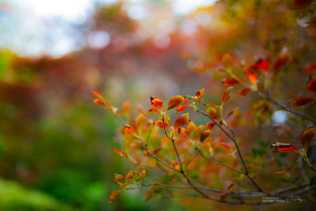 六義園 紅葉カメラ