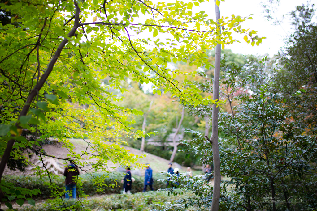 六義園 紅葉カメラ