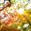 六義園 紅葉カメラ