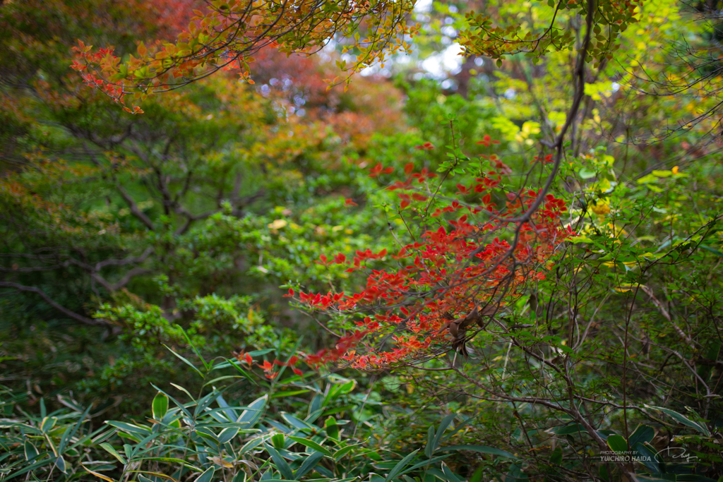 六義園 紅葉カメラ