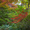 六義園 紅葉カメラ