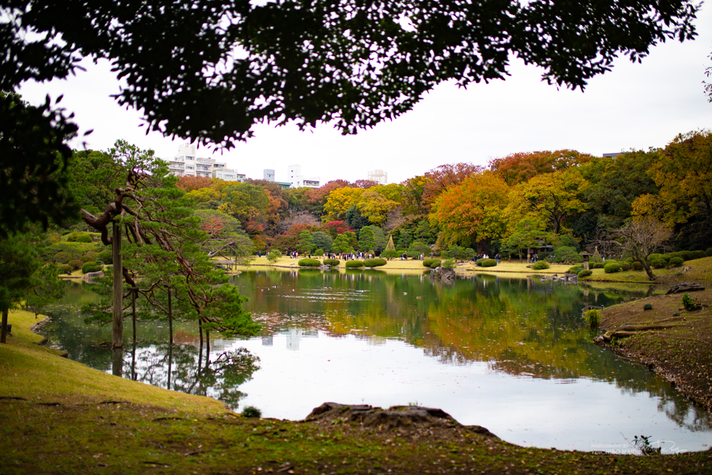 六義園 紅葉カメラ