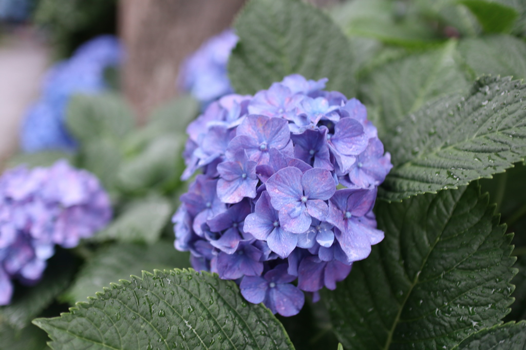 雨にぬれる紫陽花