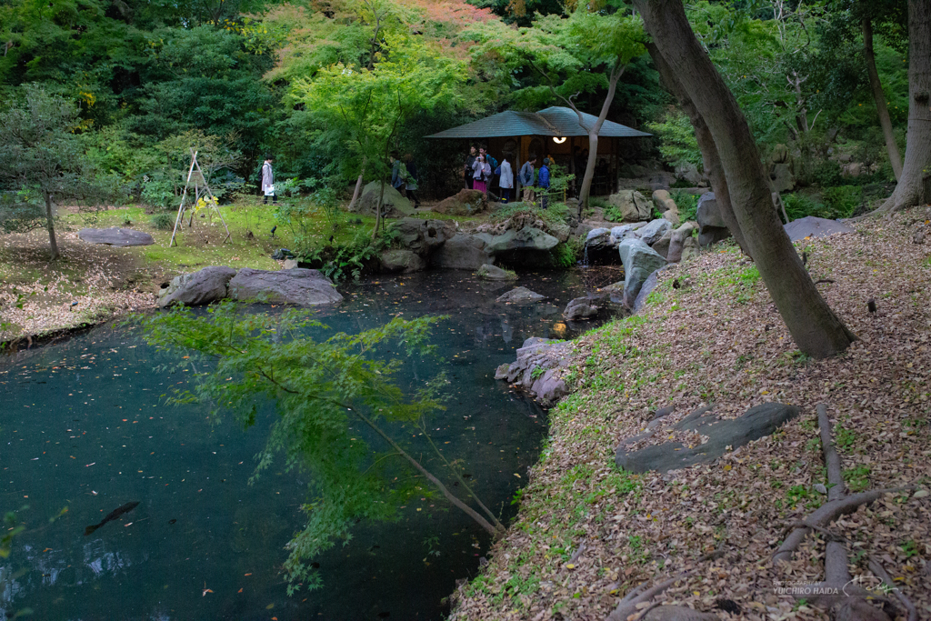 六義園 紅葉カメラ