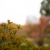 六義園 紅葉カメラ