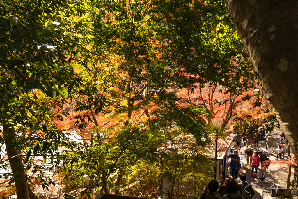 高尾山 2017