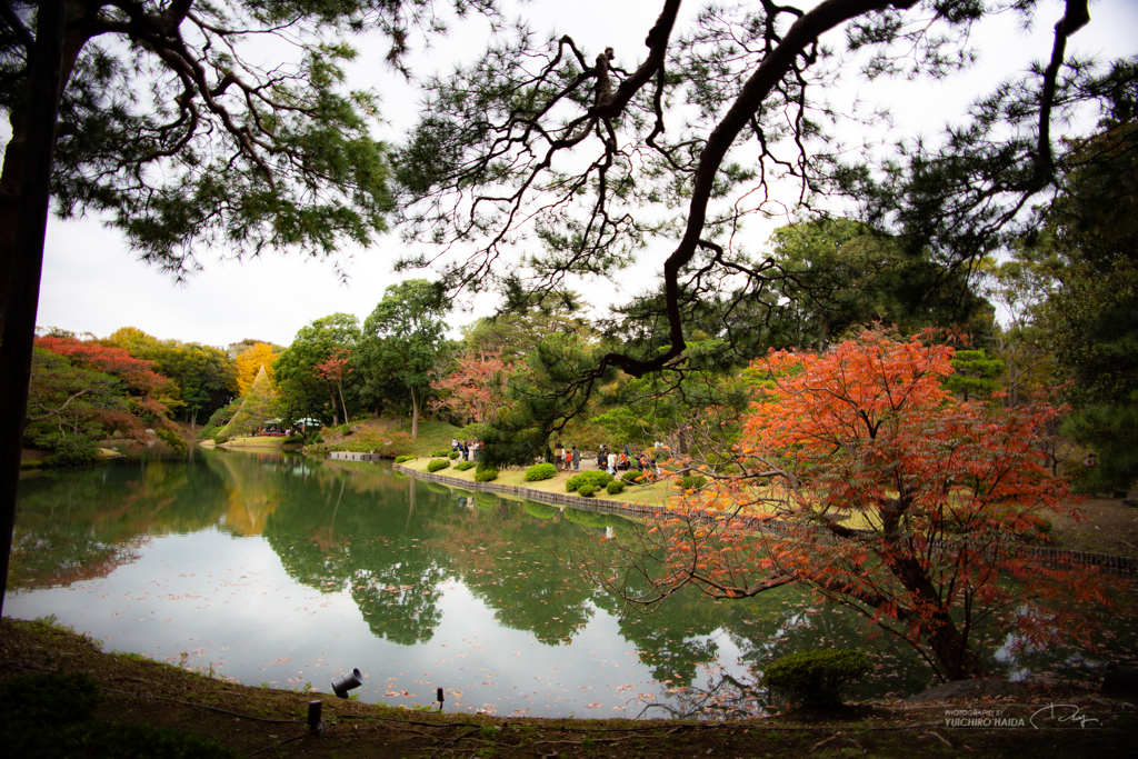 六義園 紅葉カメラ