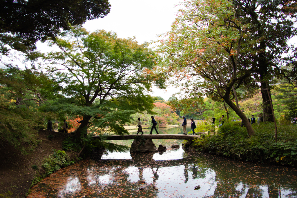 六義園 紅葉カメラ