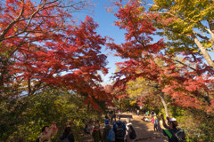 高尾山 2017