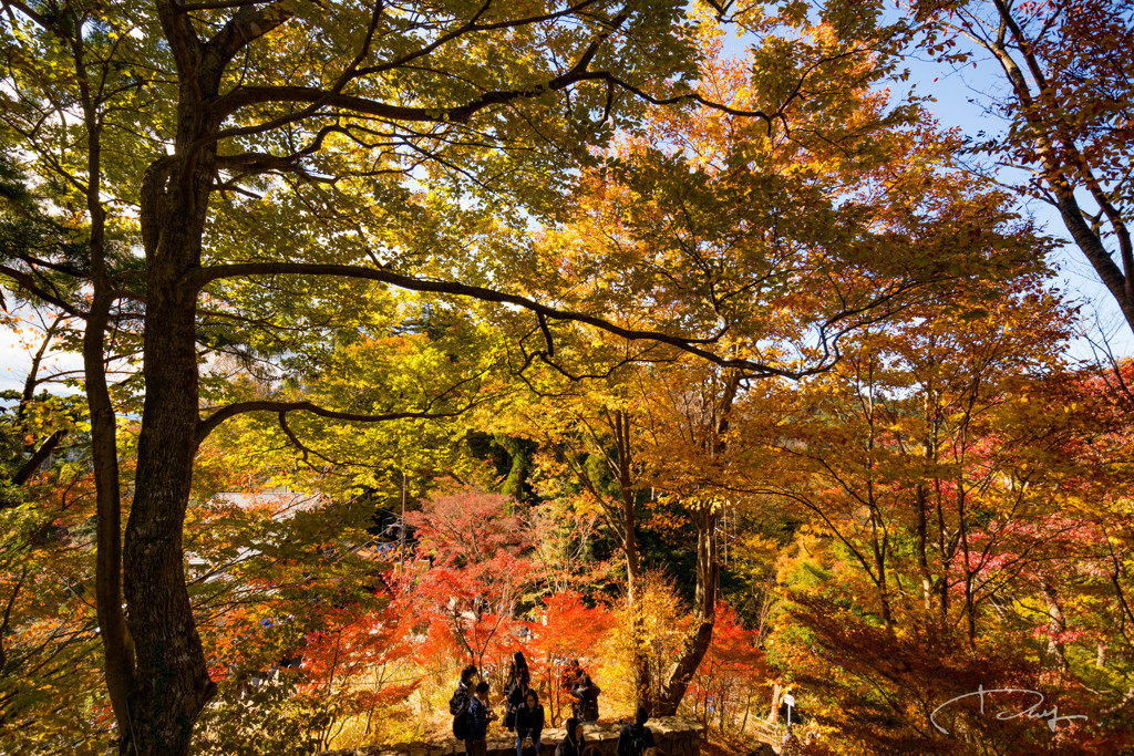 高尾山 2017