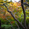 六義園 紅葉カメラ