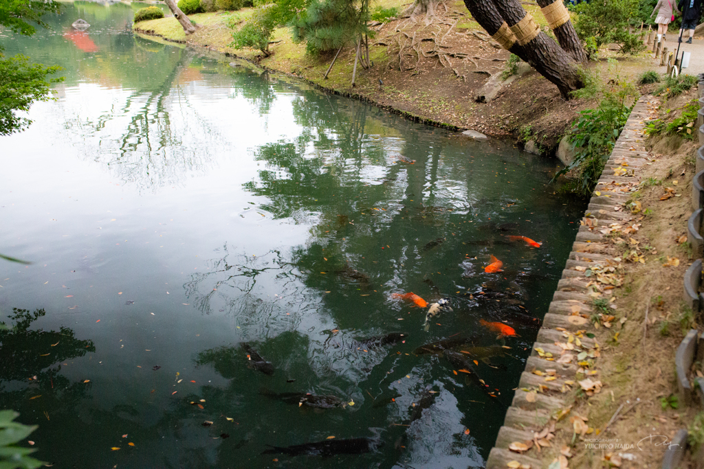 六義園 紅葉カメラ