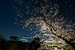 六義園 ライトアップ