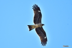 トビの飛翔