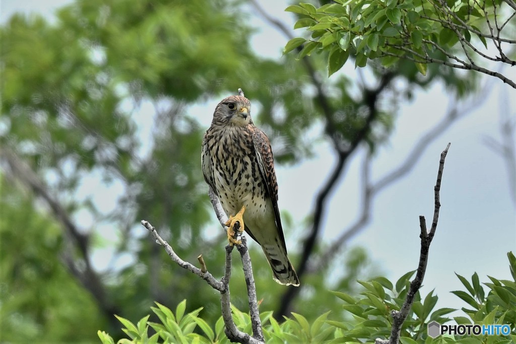 20180605-1 チョウゲンボウ
