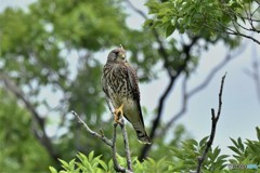 20180605-1 チョウゲンボウ