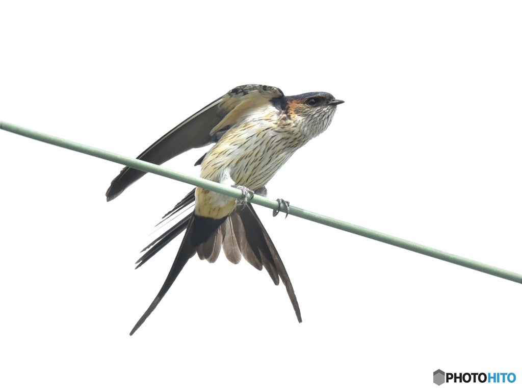 20190526-1　コシアカツバメ　