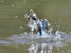 20190315-2　カワセミ