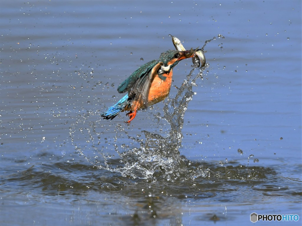 20190318-2　カワセミ
