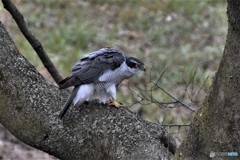 オオタカ 20180311-1