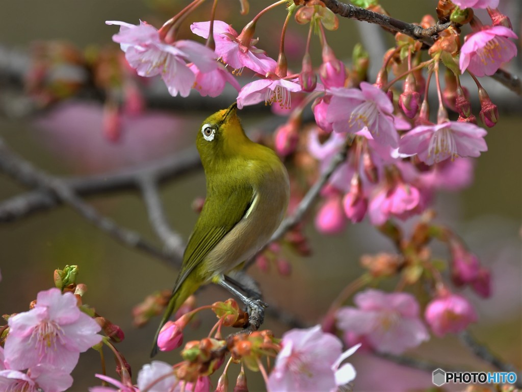 20190306-1　河津桜とメジロ